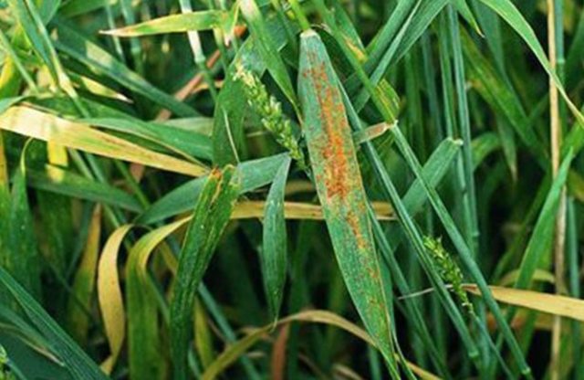 Patologías de las Plantas en el Renacimiento