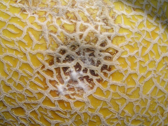 Descubrimientos importantes