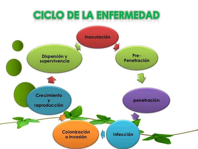 Simulación de las enfermedades