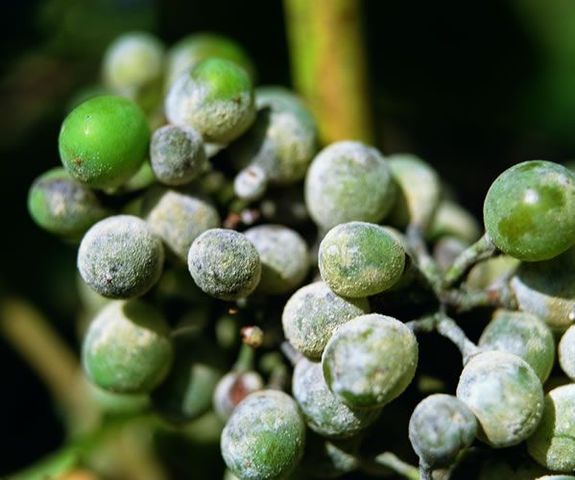 Control químico de enfermedades