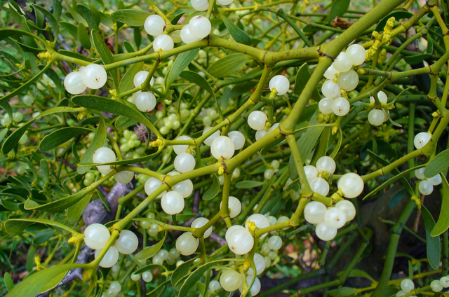 Primer patógeno de plantas