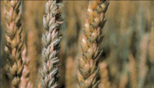 Tratamiento del Tizón con polvo de carbón.