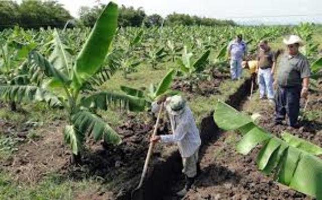 La economía bananera: de la plantación campesina a las concesiones Industriales