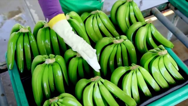 Fundación de la United Fruit Company