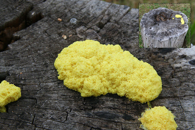 Enfermedad de la Col.