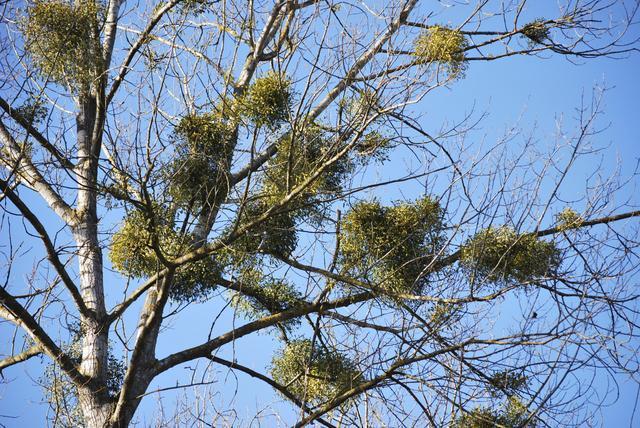 Primer fitopatógeno