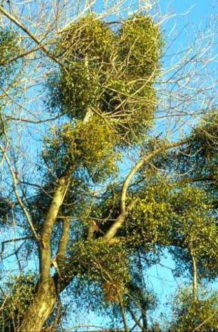 Muérdago reconocido como el primer patógeno de la planta.