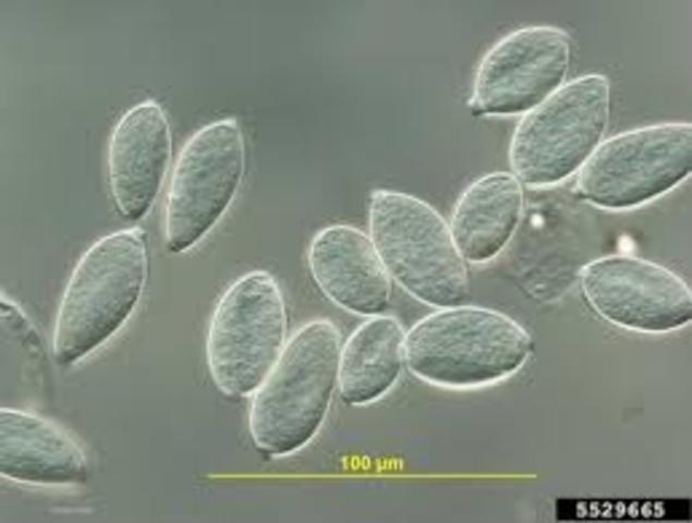 Tizón tardío de la papa