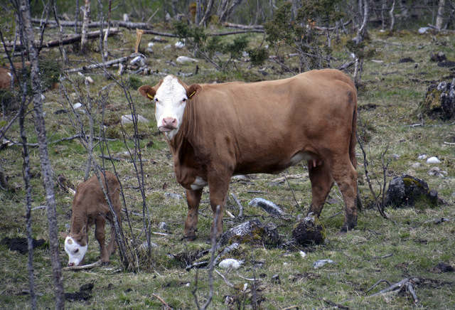 tyskland angrep Frankrike