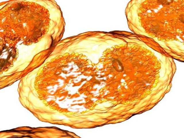 Erradicación de la viruela a través de la vacunación