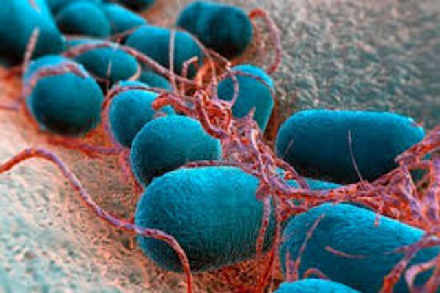 Desarrollo de tratamientos para la lepra
