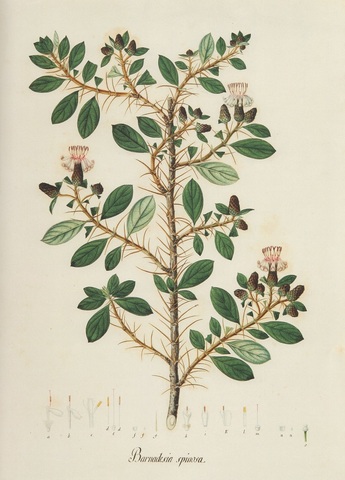 EXPEDICIÓN BOTÁNICA