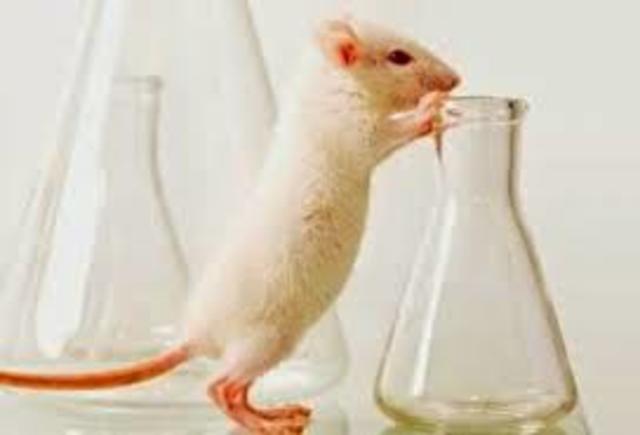 Experimentos con ratones