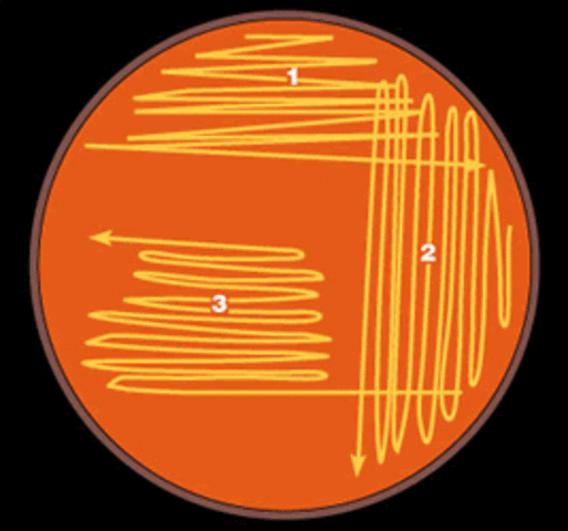 Métodos y técnicas de cultivos