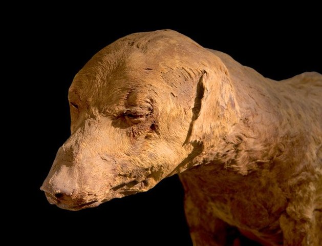 Momias de animales del antiguo Egipto
