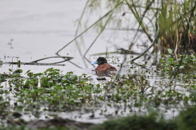 Invación de humedales