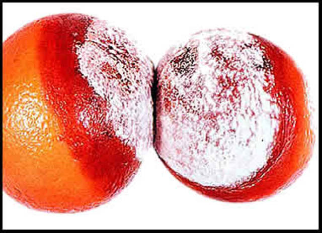 Michelli. Semillas de hongo.