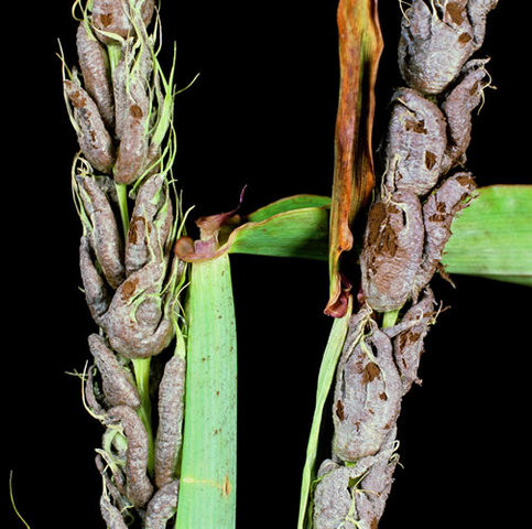 Prevost. Descripción Carbón cubierto.