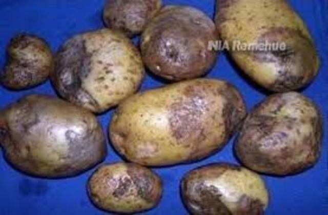 Tizón tardío de la papa