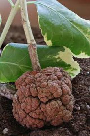 Agrobacterium tumefaciens