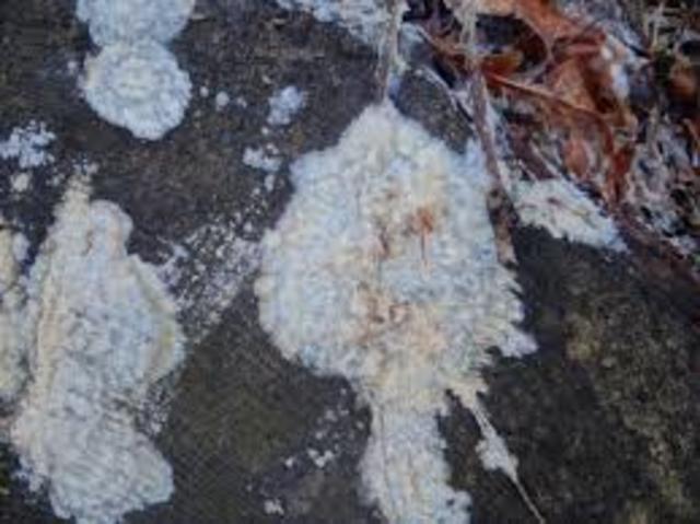 1963 - Control biológico de enfermedades de plantas