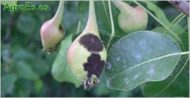 Primer reporte de Bacteria Fitopatógena