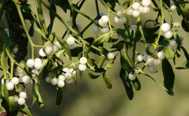 Planta mágica anti-rayos (Muérdago)