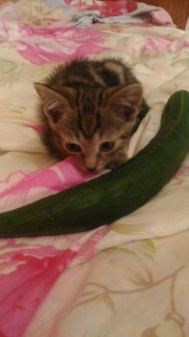 Все познается в сравнении