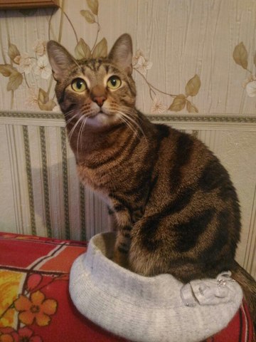 Вам нужна эта шапка?