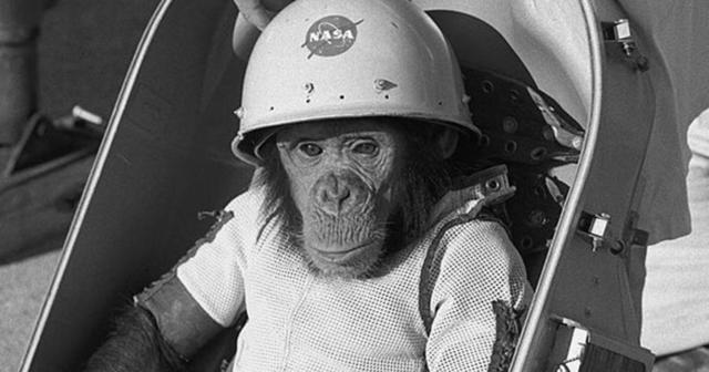 Ham The Astrochimp