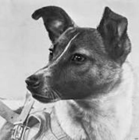 Laika the space dog