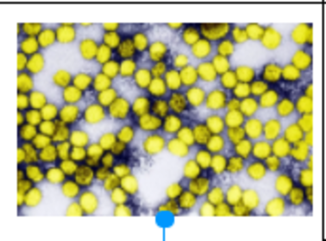 María Teresa Rodríguez del Toro y Alaiza