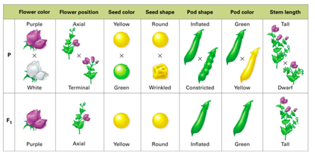 Ernst Haeckel outlines the essential elements of modern zoological classification