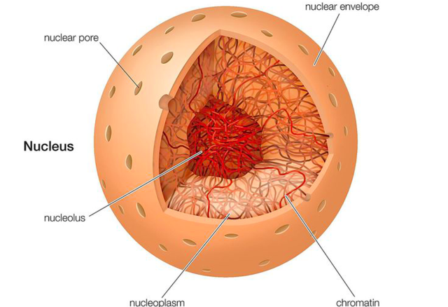 EH Haeckel (Häckel) hypothesizes that the nucleus of a cell transmits its hereditary information