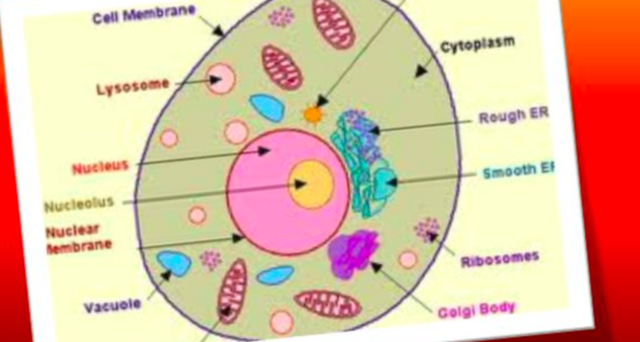 Discovery of DNA Isolated: Frederick Miescher isolates DNA from cells for the first time and calls it “nuclein”.