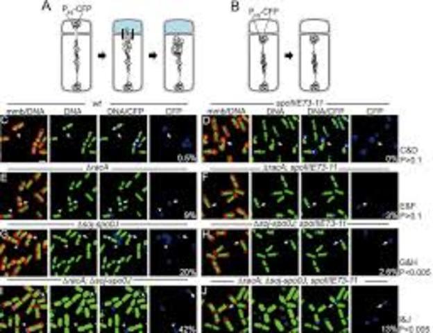 Fleming visualized chromosomes