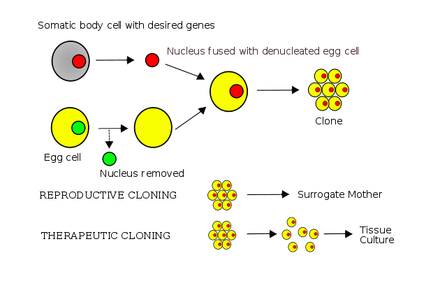 August Weismann notes the distinction between somatic and germ cells; chromosomes observed by Walther Flemming in the nuclei of dividing salamander cells. He uses the word mitosis