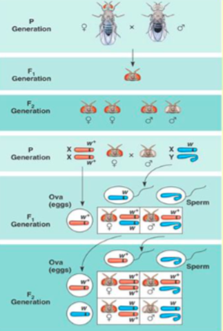 Discovery of Chromosome Theory of Inheritance: