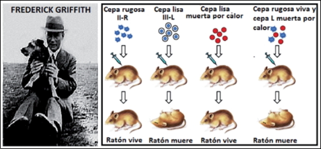 F Griffith discovers type-transformation in pneumococcus