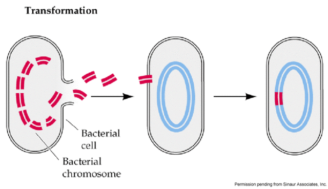 Discovery: DNA Transforms Cells