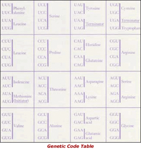 Discovery: Genetic Code Cracked