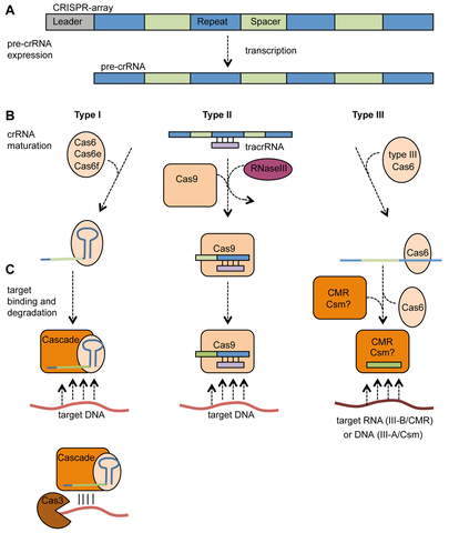 CRISPR systems can function heterologously in other species