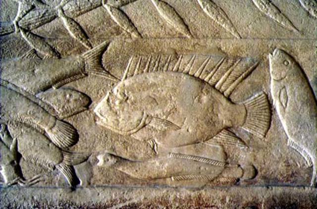 Peces egipcios eléctricos