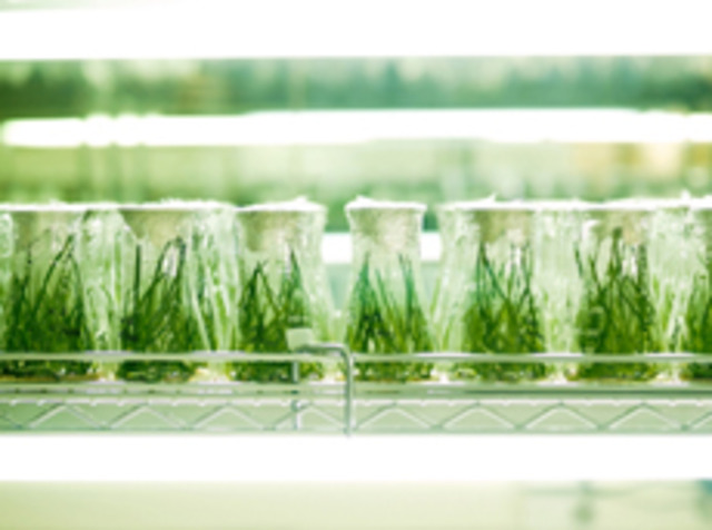 Genetically Modified Plants