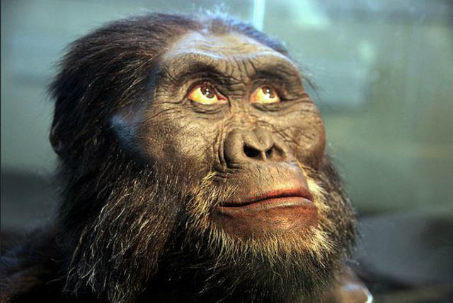 AUSTRALOPITHECUS AFARENSIS (3,9-2,8 ma)