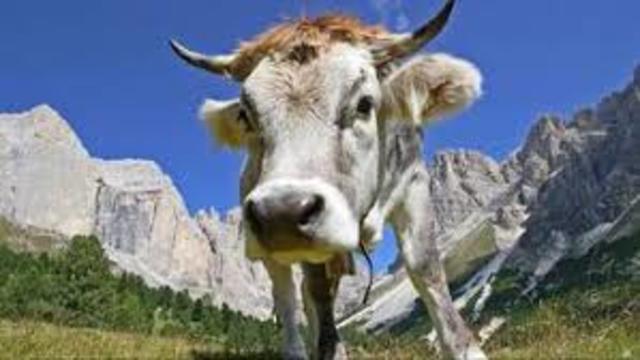 Mucca, mucca delle mie brame..