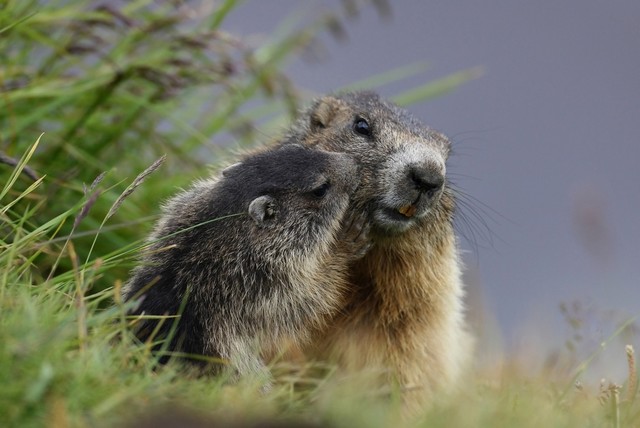 Il sentiero delle marmotte