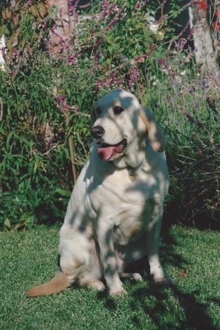 I GOT my first dog and I NAMED him Elmo