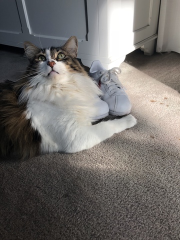 My family ADOPTED our first cat