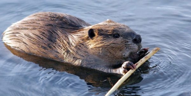 Beavers: Leave It to Beavers